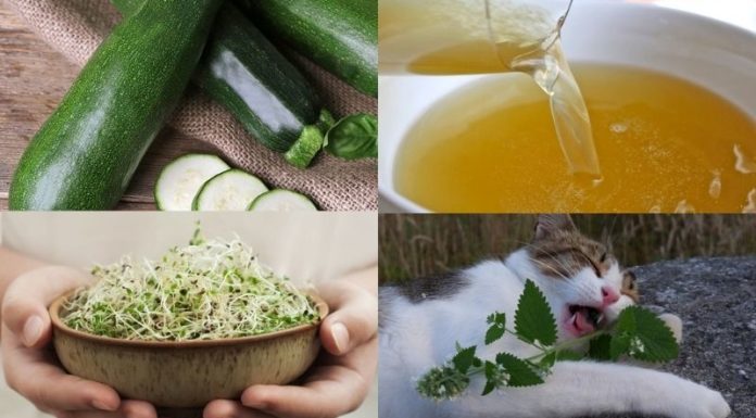 5 Delicious, Nutritious and Affordable Homemade Pate Recipes for Your Cat