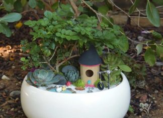 The Ultimate Guide to Creating a Stunning Succulent Garden: A Step-by-Step Tutorial for Plant Enthusiasts