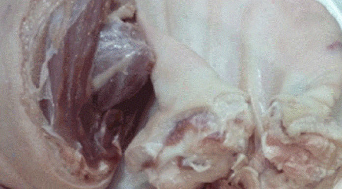 The Ultimate Guide to Cleaning Pig’s Ears: A Quick and Easy Method