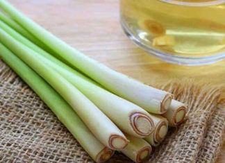 The Ultimate Guide to Creating a Fragrant and Effective Mosquito-Repelling Citronella Oil