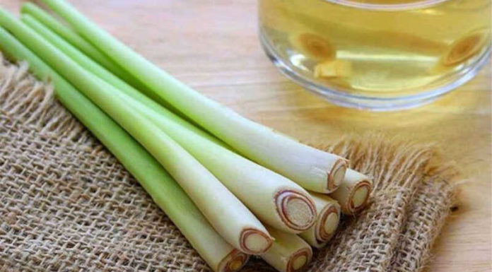 The Ultimate Guide to Creating a Fragrant and Effective Mosquito-Repelling Citronella Oil