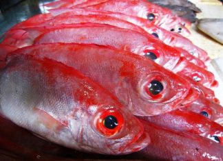 The Ultimate Guide to Choosing and Caring for Marine Fish