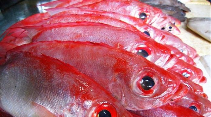 The Ultimate Guide to Choosing and Caring for Marine Fish