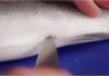 The Secret to Gut-Free Fish Filleting