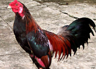 How to Choose a Healthy Chicken: Avoiding Avian Flu