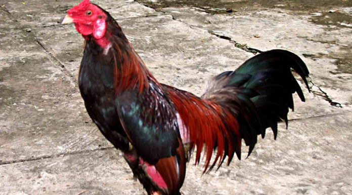 How to Choose a Healthy Chicken: Avoiding Avian Flu