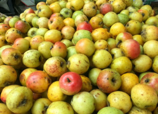 The Ultimate Guide to Making Delicious Homemade Apple Wine