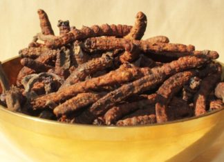 The Ultimate Guide to Authenticating Winter Insect Grass: A Simple and Accurate Method