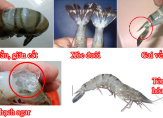 “How to Spot Chemically-Injected Shrimp”