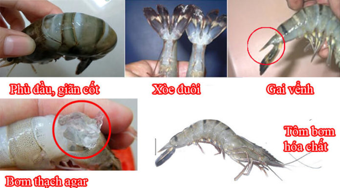 “How to Spot Chemically-Injected Shrimp”