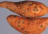 Recognizing Spoiled Sweet Potatoes to Prevent Food Poisoning