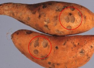 Recognizing Spoiled Sweet Potatoes to Prevent Food Poisoning