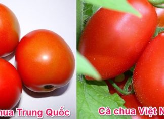 Identifying Chinese Tomatoes: A Guide