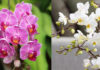 The Ultimate Guide to Orchid Identification and Species-Specific Care