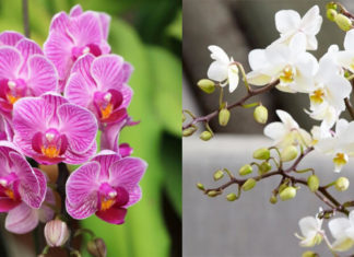The Ultimate Guide to Orchid Identification and Species-Specific Care