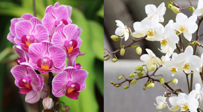 The Ultimate Guide to Orchid Identification and Species-Specific Care