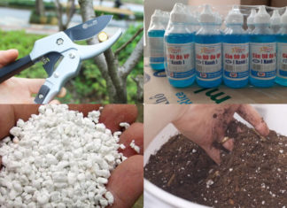 The Easiest Way to Propagate a Split-Leaf Philodendron for Plant Enthusiasts