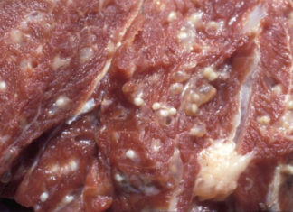 “How to Spot Fresh Meat with Worms: A Guide to Safe Consumption”