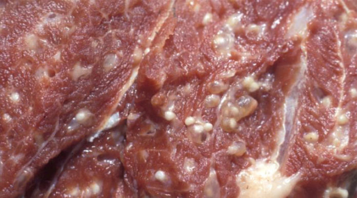 “How to Spot Fresh Meat with Worms: A Guide to Safe Consumption”