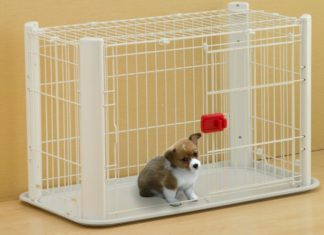 The Ultimate Guide to Basic Dog Care for New Paw-rents