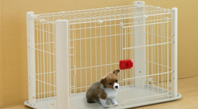 The Ultimate Guide to Basic Dog Care for New Paw-rents