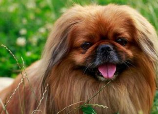 The Ultimate Guide to Pekingese Dogs: History, Characteristics, and Pricing