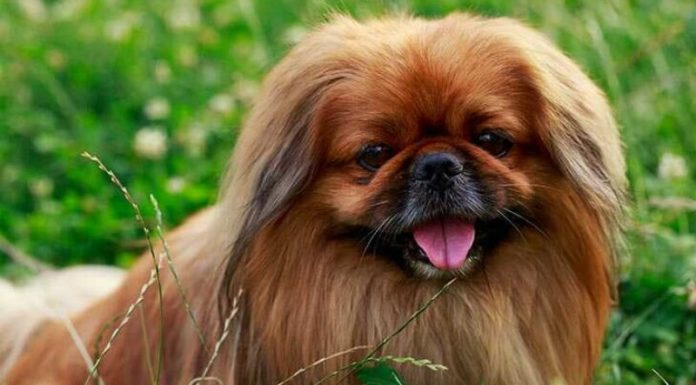 The Ultimate Guide to Pekingese Dogs: History, Characteristics, and Pricing