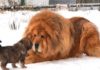 The Ultimate Guide to Raising a Majestic Tibetan Mastiff: Unveiling the Ancient Origins, Distinctive Traits, and the True Cost of Ownership.
