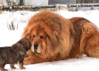 The Ultimate Guide to Raising a Majestic Tibetan Mastiff: Unveiling the Ancient Origins, Distinctive Traits, and the True Cost of Ownership.