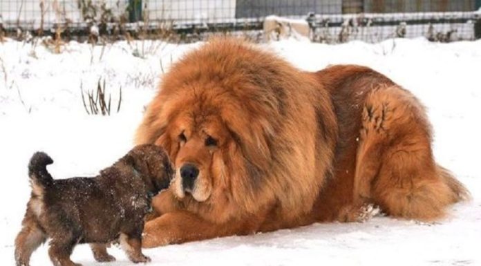 The Ultimate Guide to Raising a Majestic Tibetan Mastiff: Unveiling the Ancient Origins, Distinctive Traits, and the True Cost of Ownership.