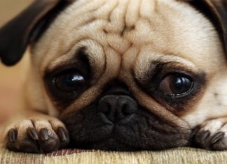 The Ultimate Guide to Raising a Happy and Healthy Pug: A Step-by-Step for Beginners