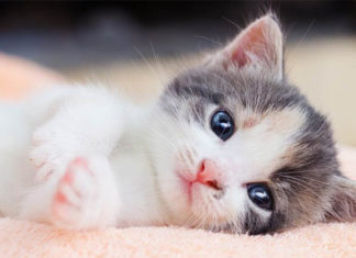 “The Ultimate Guide to Welcoming Your New Furry Friend: Tips for a Purr-fect Introduction to Their New Home”