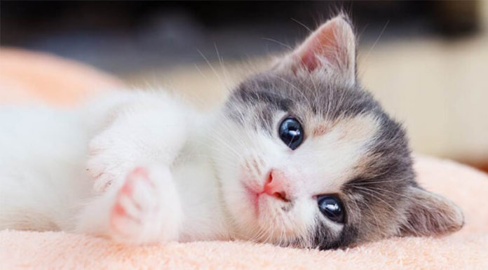 “The Ultimate Guide to Welcoming Your New Furry Friend: Tips for a Purr-fect Introduction to Their New Home”