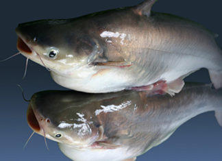 “Unveiling the Enigmatic Basa and Swai Fish: A Culinary Journey of Discovery”