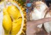 The King of Fruits: Unveiling the Secrets of Ripe and Artificial Durian