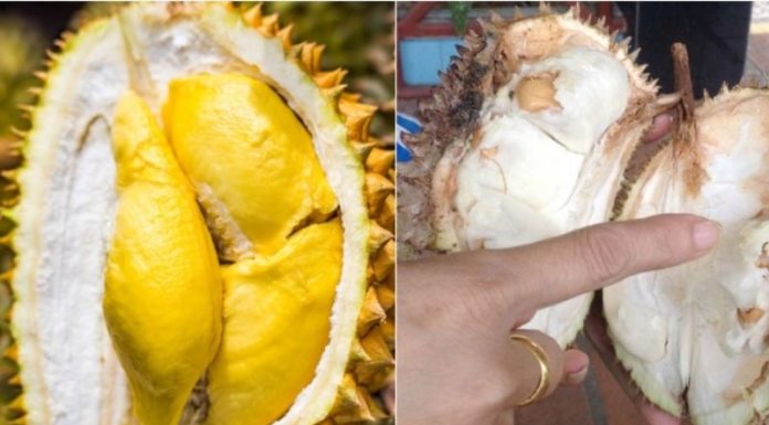 The King of Fruits: Unveiling the Secrets of Ripe and Artificial Durian