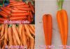 “How to Tell the Difference Between Vietnamese and Chinese Carrots”