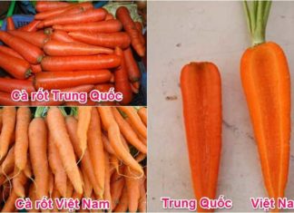 “How to Tell the Difference Between Vietnamese and Chinese Carrots”