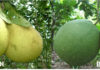 How to Differentiate Between Pomelos and Grapefruits