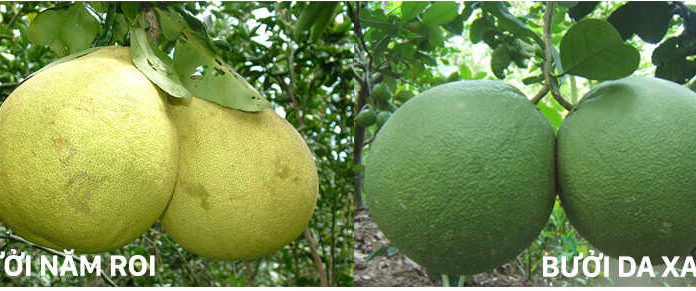 How to Differentiate Between Pomelos and Grapefruits