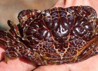 How to Tell Healthy Crabs from Toxic Ones When Buying Seafood