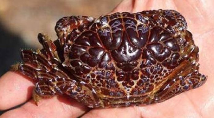 How to Tell Healthy Crabs from Toxic Ones When Buying Seafood