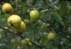 “How to Differentiate Between Vietnamese and Chinese Hawthorn Apples”