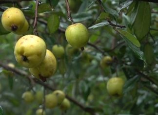 “How to Differentiate Between Vietnamese and Chinese Hawthorn Apples”