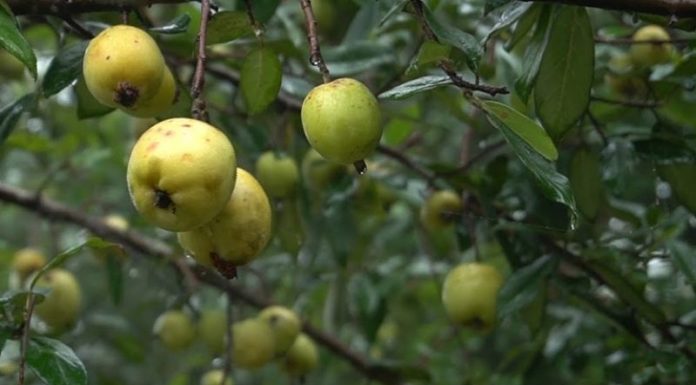 “How to Differentiate Between Vietnamese and Chinese Hawthorn Apples”