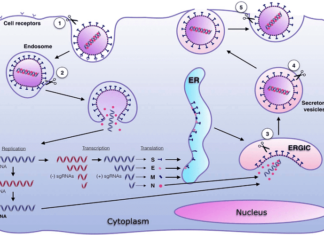 Preventing and Treating Feline Inflammatory Peritonitis (FIP)