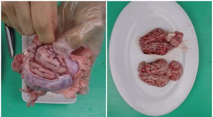 “The Ultimate Guide to Preparing Pork Brains: A Delicacy Done Right”