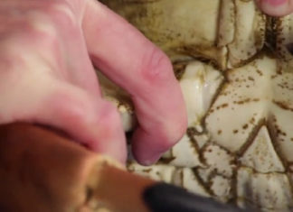 The Master’s Art of Picking Crab Meat: A Definitive Guide to a Quick, Easy Feast.
