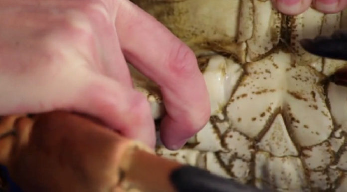 The Master’s Art of Picking Crab Meat: A Definitive Guide to a Quick, Easy Feast.