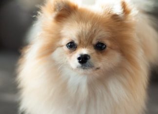 The Ultimate Guide to Bathing Your Pomeranian: For a Fluffy and Shiny Coat